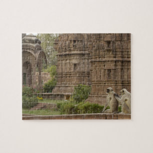 Puzzle Langurs de Hanuman o de cara negra, común o gris