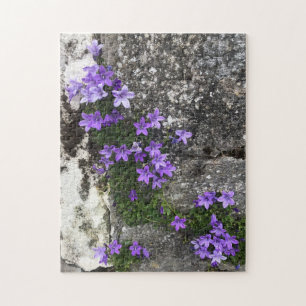 Puzzle Las flores de Campanula crecen en una pared