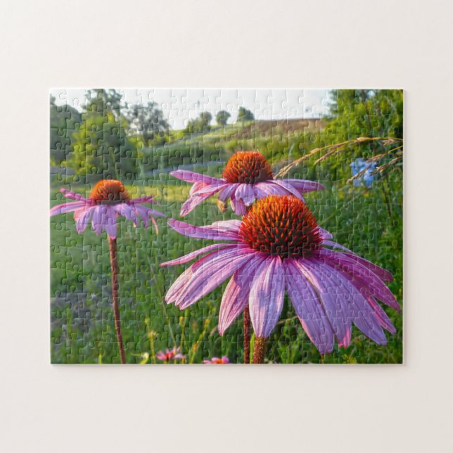 Puzzle Las Flores De Echinacea En Montana. (Horizontal)