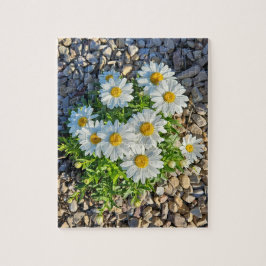 Puzzle Las margaritas blancas crecen en grava