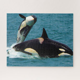 Puzzle Las orcas de Jigsaw o ballenas asesinas