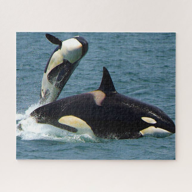 Puzzle Las orcas de Jigsaw o ballenas asesinas (Horizontal)