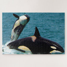 Puzzle Las orcas o ballenas asesinas de Jigsaw