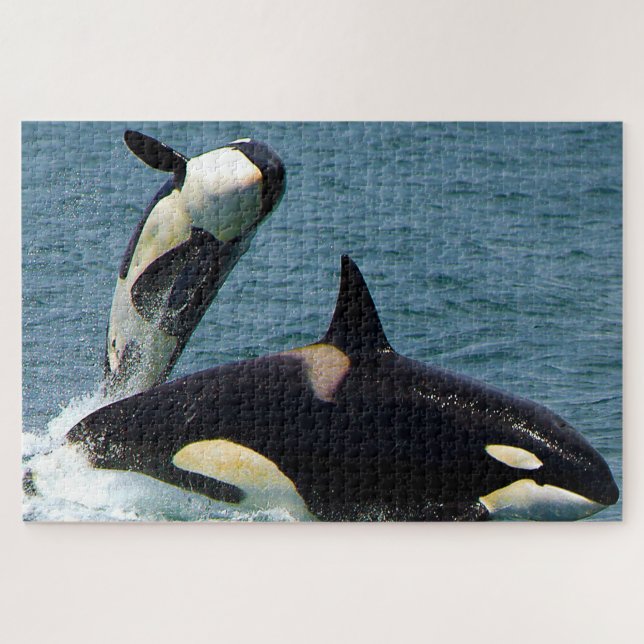 Puzzle Las orcas o ballenas asesinas de Jigsaw (Horizontal)