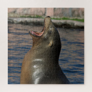 Puzzle Laughing Seal