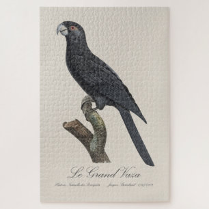Puzzle Le Grand Vaza / Greater Vasa Parrot