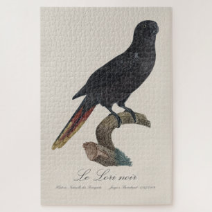Puzzle Le Lori noir / Lory negra