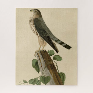 Puzzle Le Petit Caporal (Merlin) Aves Audubon de América