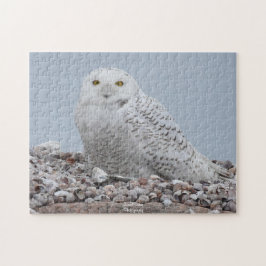 Puzzle Lechuza nevada en conchas