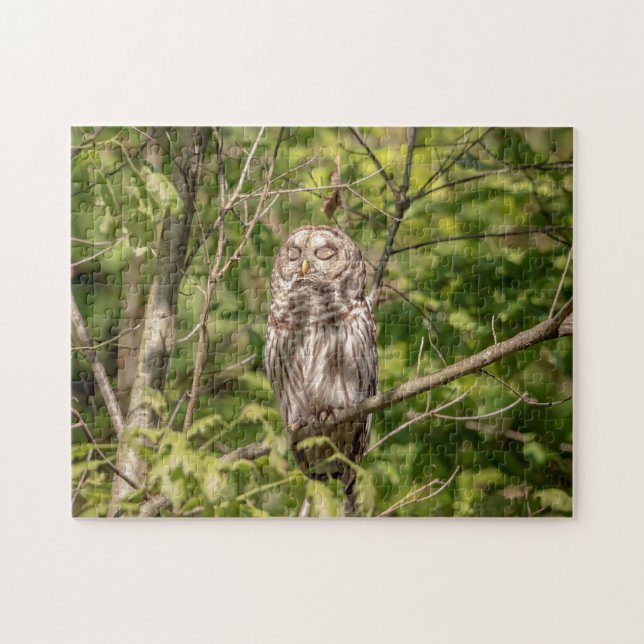 Puzzle Lechuza Sleepy Barred (Horizontal)