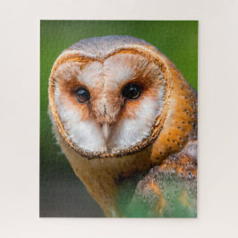 Puzzle Lechuzas - Aves de Presa.