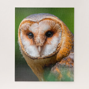 Puzzle Lechuzas - Aves de Presa.