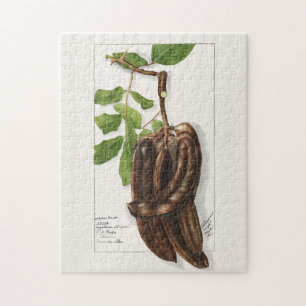 Puzzle Legume (Ceratonia Siliqua L.) Pintura de frutas