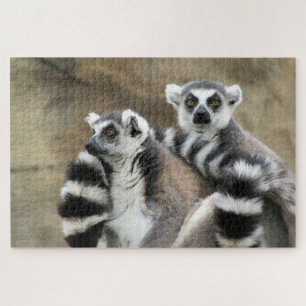 Puzzle lemur looks