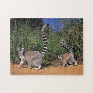 Puzzle Lémures de cola anillada (Lemur Catta), Berenty