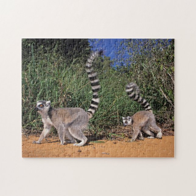 Puzzle Lémures de cola anillada (Lemur Catta), Berenty (Horizontal)