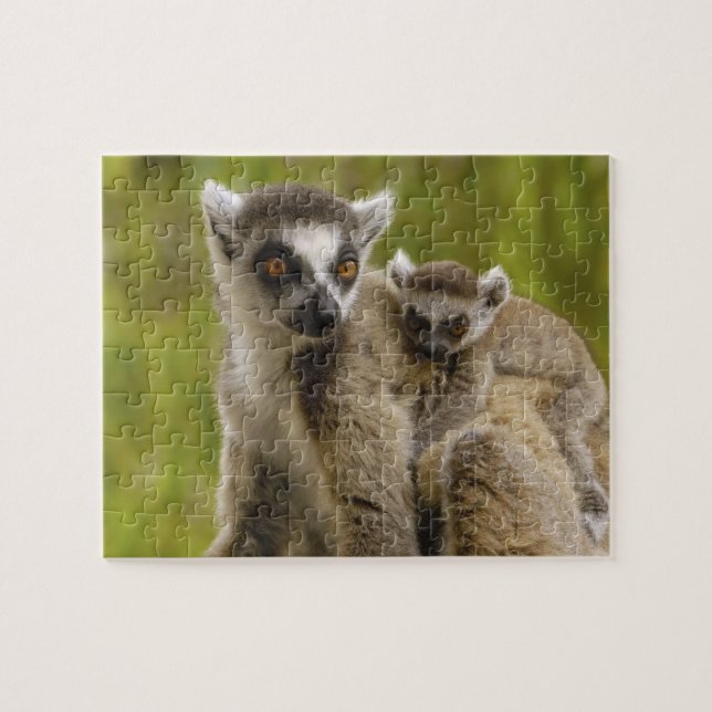 Puzzle Lémures de cola anillada (Lemur catta) Madre y crí (Horizontal)