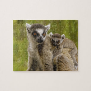 Puzzle Lemures (Lemur catta) Madre y bebé.