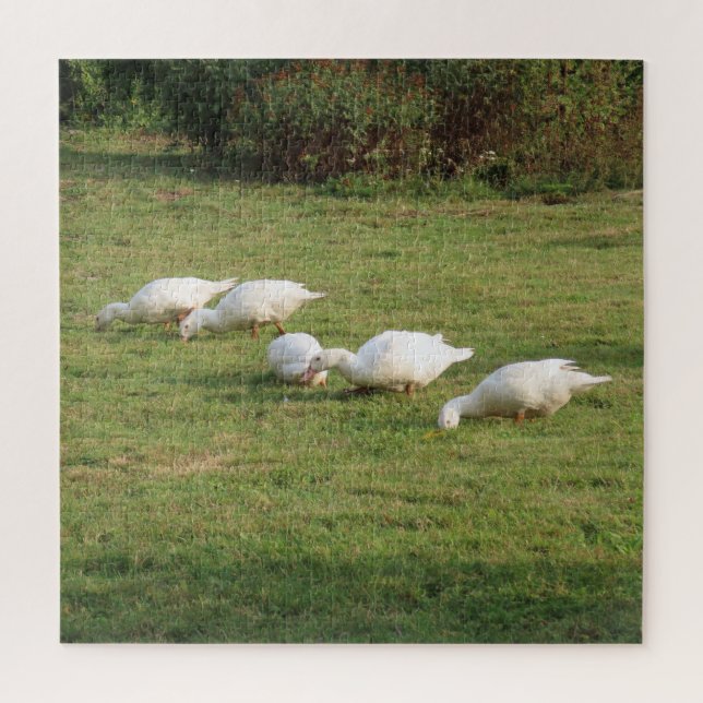 Puzzle lentejas blancas, patos en el prado, comer sano (Vertical)