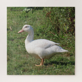 Puzzle lentejas blancas, patos en la pradera, comiendo sa