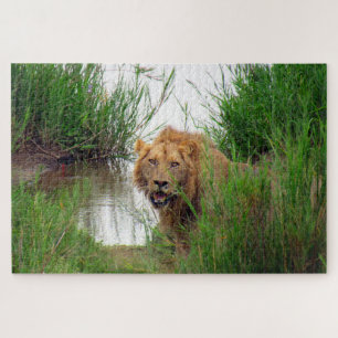 Puzzle león
