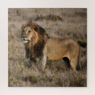 Puzzle León africano salvaje