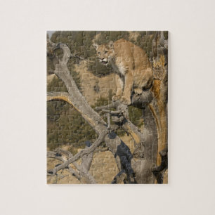 Puzzle León de Montaña, también conocido como puma, cugua