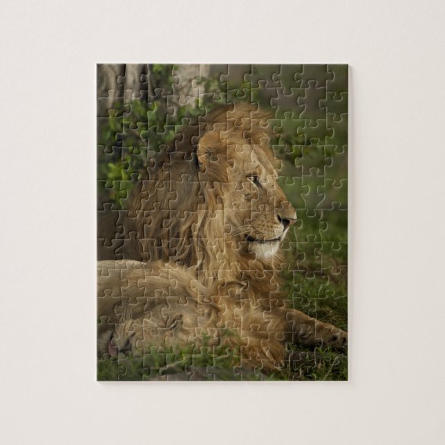 Puzzle León, Panthera leo, Lower Mara, Masai Mara GR, (Vertical)