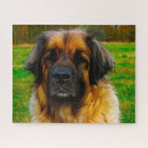 Puzzle Leonberger Dog Rama Jigsaw.