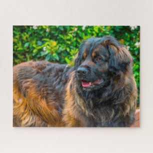 Puzzle Leonberger Dog Rama Jigsaw.