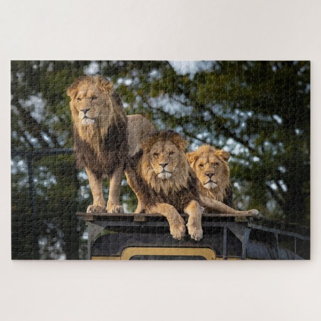 Puzzle Leones escalando encima del auto safari (Horizontal)