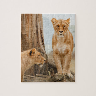 Puzzle Leones explorando árboles muertos