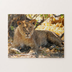 Puzzle Leones nobles de África.