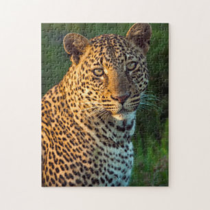 Puzzle Leopardo Masculino (Panthera Pardus) Cubo de creci