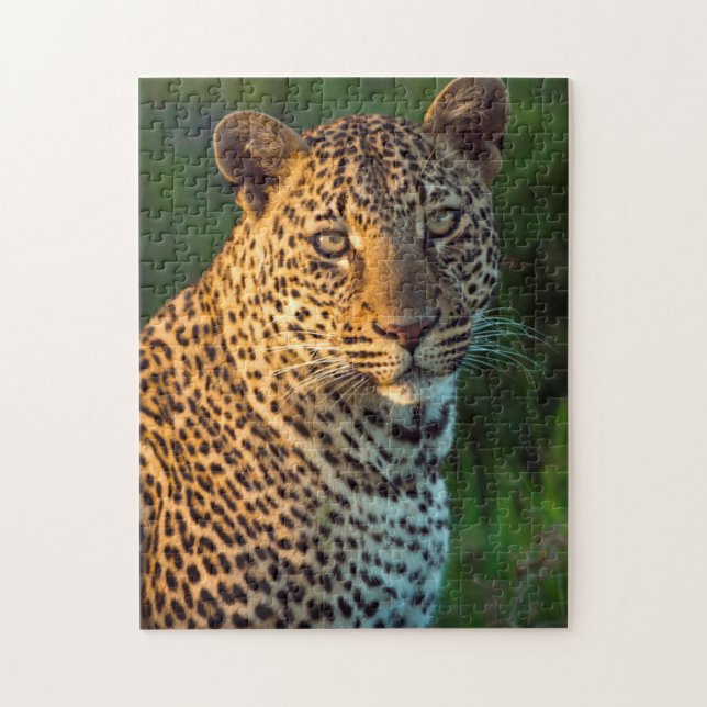 Puzzle Leopardo Masculino (Panthera Pardus) Cubo de creci (Vertical)