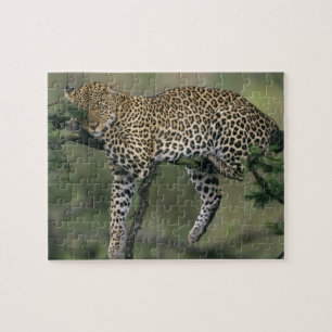 Puzzle Leopardo, (Panthera pardus), Kenia, Masai Mara