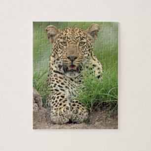 Puzzle Leopardo, pardus del Panthera, juego de Sabi Sabi