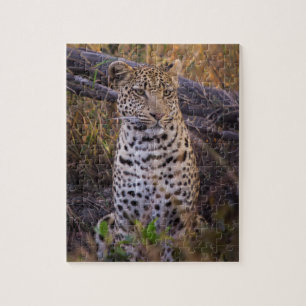 Puzzle Leopardo sentado, Botsuana, África
