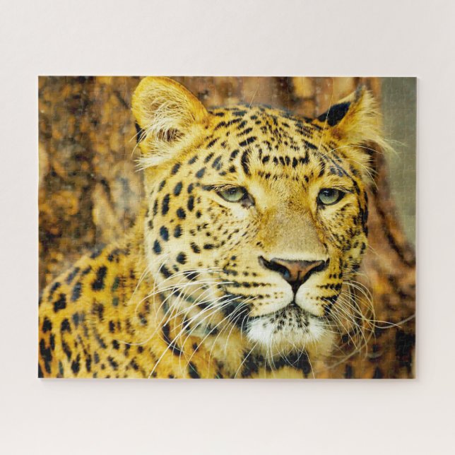 Puzzle Leopardos Grandes Felinos. (Horizontal)