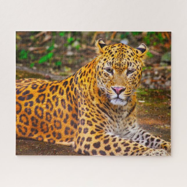 Puzzle Leopardos Grandes Gatos. (Horizontal)