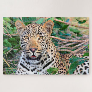 Puzzle Leopardos Grandes Gatos.