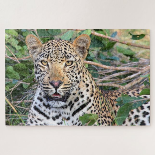 Puzzle Leopardos Grandes Gatos. (Horizontal)