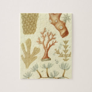 Puzzle Libro de texto de ciencias biología, Animales de c