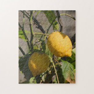 Puzzle Limones Frescos en un Árbol