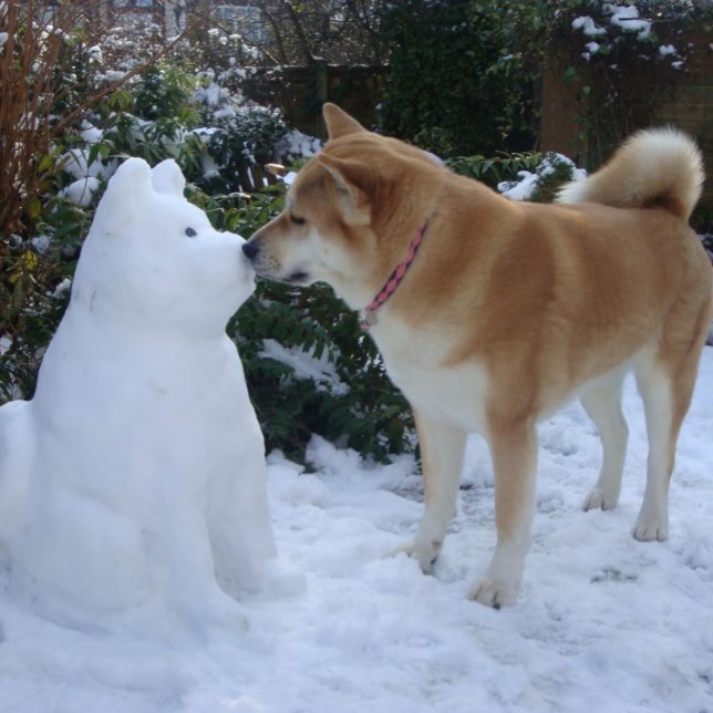 Puzzle lindo akita besando a un muñeco de nieve akita per (Subido por el creador)