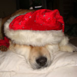 Puzzle lindo perro akita durmiendo vestido para navidades<br><div class="desc">El nombre de esta graciosa y adorable akita japonesa en este original rompecabezas de Navidades se llama Asia, ella es una akita roja, parte norteamericana akita y parte japonesa akita. Asia es un perro de rescate y le encanta que la echen a perder en Navidad, parece muy feliz durmiendo con...</div>