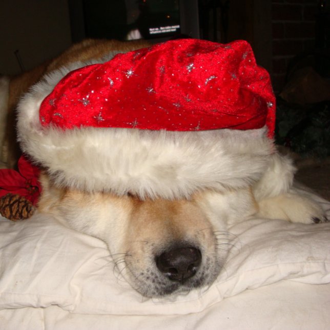Puzzle lindo perro akita durmiendo vestido para navidades (Subido por el creador)