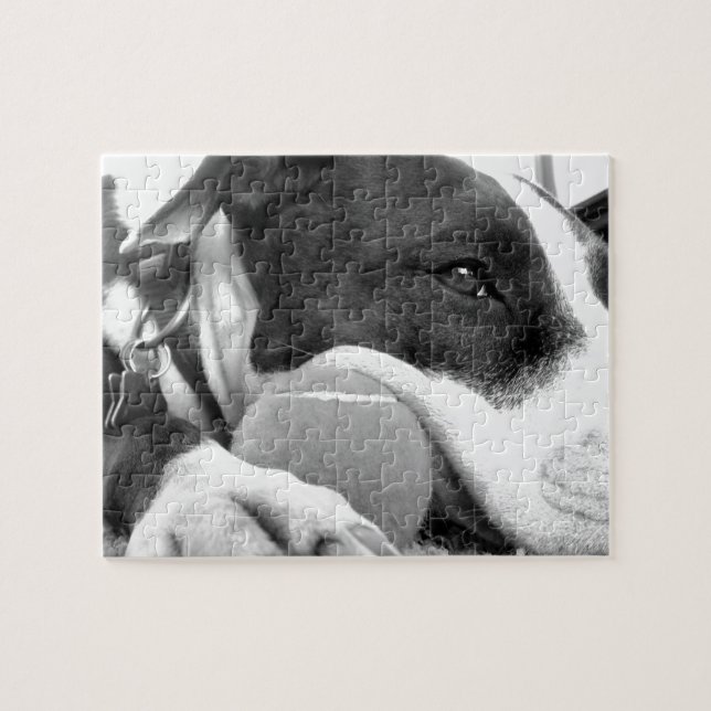 Puzzle lindo perro pitbull de aspecto triste blanco negro (Horizontal)