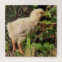 Puzzle lindo pollito, pollitos de gallina, por supuesto,