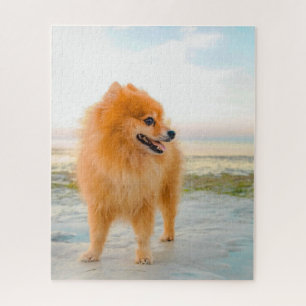 Puzzle Lindo Pomerania Naranja en Playa Sol Verano